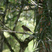 Creamy-bellied Thrush